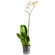 Белая орхидея Фаленопсис в горшке. Брест